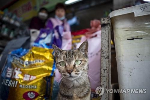 중국의 한 반려동물 관련 상점에 있는 고양이, 사진=EPA/연합뉴스