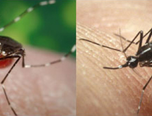 성접촉에 의한 지카바이러스 감염 의심사례 발생에 권고안 강화