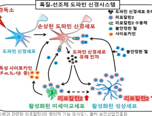 국내 연구진 파킨슨 질환의 새로운 내인성 염증 병인체 발견