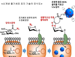 체내 이식한 줄기세포, 장기간 추적 가능해진다