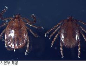 남양주서 살인진드기 물려 SFTS 의심신고…보건당국 조사
