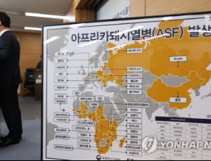 '아프리카돼지열병' 백신·치료제 없어 대책은 '살처분'