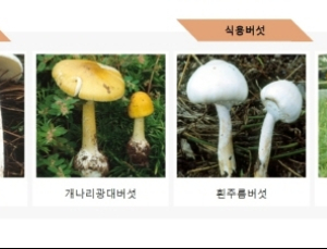 야생버섯 함부로 먹었다간 ‘큰일’