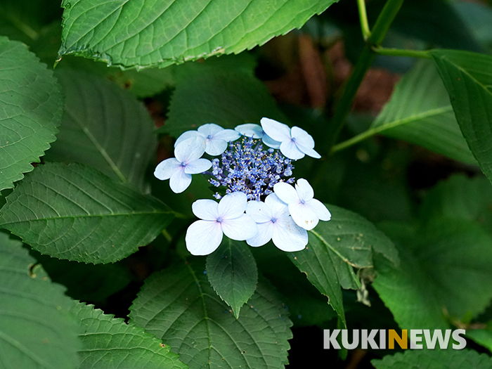 절물자연휴양림에서 가장 흔한 나무가 삼나무라면 가장 흔하게 보이는 꽃은 산수국이다. 7월 한 달 동안 숲을 화려하게 수놓는다.