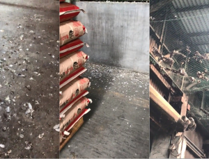대기업 사료창고 곳곳 비둘기 깃털·배설물… 그런데도 HACCP 인증 지속