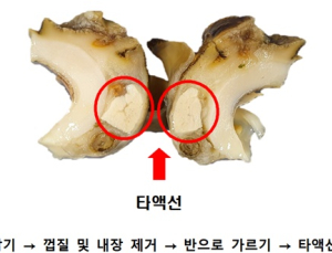 가을철 '소라' 섭취가 식중독 일으켜…침샘·내장 제거해야