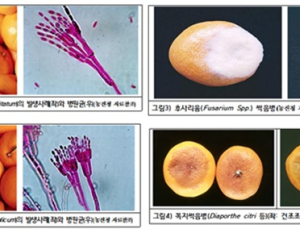 겨울에 꼭 먹는 '감귤·굴·과메기'…알레르기·식중독·통풍과 연관?  