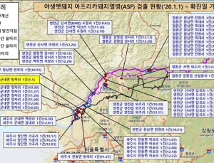 파주서 야생 멧돼지 ASF바이러스 검출…전국 56번째