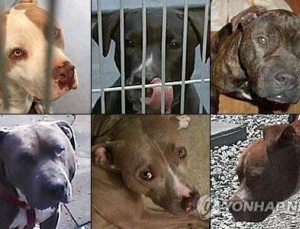 美 시카고서 반려견 핏불에 물려 1명 사망…핏불 현장서 사살