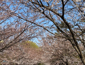 코로나19 확산 중 봄철 유행성 질환도 스멀스멀