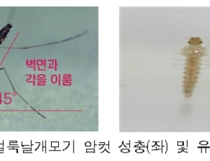 국내 말라리아 환자 90%는 5~10월 발생…휴전선 접경지 주의
