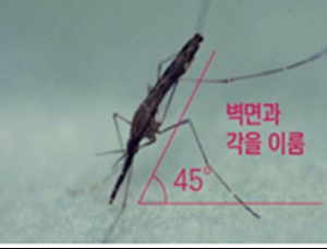 파주서 채집된 말라리아 매개모기서 원충 확인…
