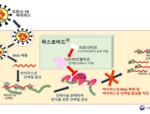 먹는 코로나치료제 '팍스로비드' 긴급사용승인