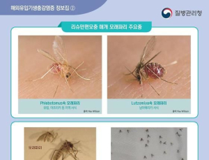 리슈만편모충증 환자 2년 만에 발생…“해외여행 시 ‘모래파리’ 유의”