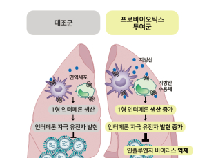 “프로바이오틱스, 인플루엔자 감염 완화에 도움”