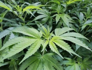 “대마라떼·대마잎 사진 안돼요”…7월부터 행정처분