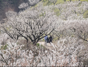 에버랜드, 매화 테마정원 ‘하늘정원길’ 15일 조기 오픈